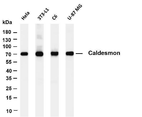 m04578 2 cald1 primary antibodies wb testing 1