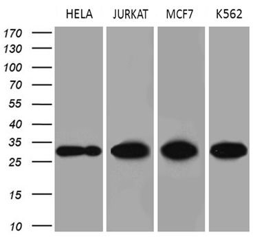 Western blot analysis of extracts (35ug) from 4 different cell lines by using anti-PCMT1 monoclonal antibody (1:500)