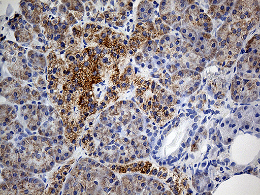 Immunohistochemical staining of paraffin-embedded Human pancreas tissue within the normal limits using anti-COX17 mouse monoclonal antibody