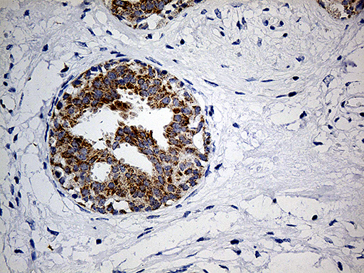 m04584 anti cox17 mouse monoclonal antibody clone id oti7h5 ihc testing 4