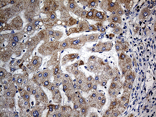 m04584 anti cox17 mouse monoclonal antibody clone id oti7h5 ihc testing 6