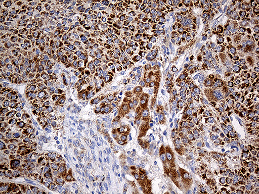 m04584 anti cox17 mouse monoclonal antibody clone id oti7h5 ihc testing 7