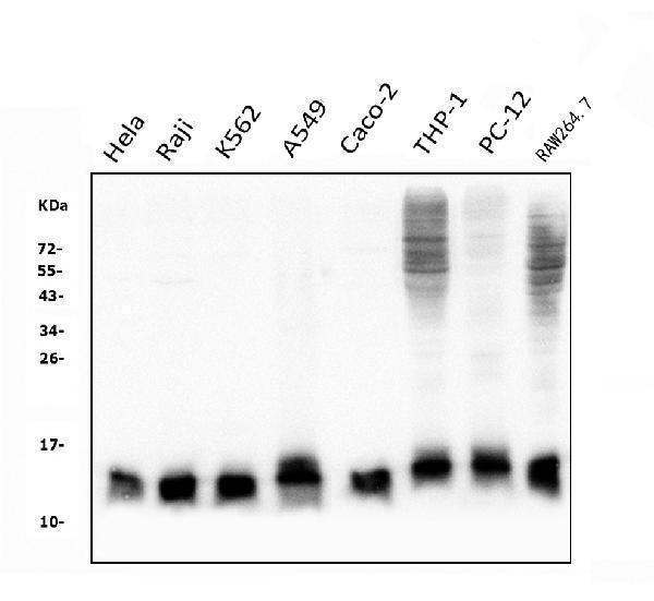  Western blot analysis of Thioredoxin 2/TXN2 using anti-Thioredoxin 2/TXN2 antibody (M04586-1)