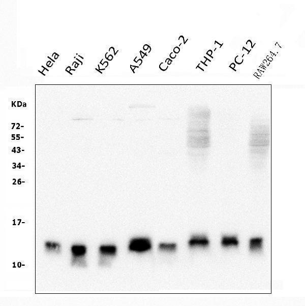 m04586 2 txn2 primary antibodies wb testing 1_1