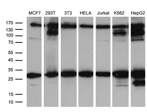 Western blot analysis of extracts (35ug) from 7 different cell lines by using anti-RAB23 monoclonal antibody (1:500)