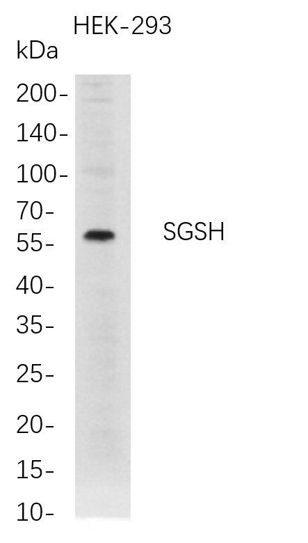 m04608 1 sgsh primary antibodies wb testing 1