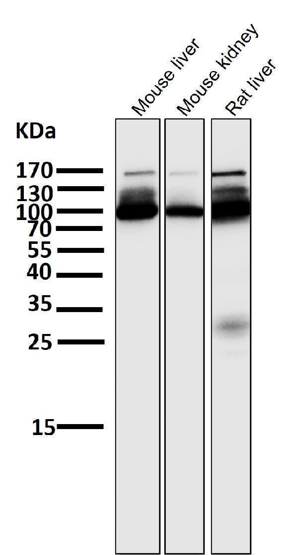 All lanes use the Antibody at 1:5K dilution for 1 hour at room temperature