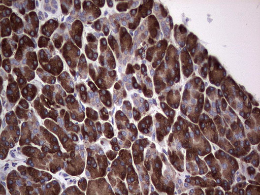 m04618 1 anti gars1 mouse monoclonal antibody clone id oti4g4 ihc testing 3