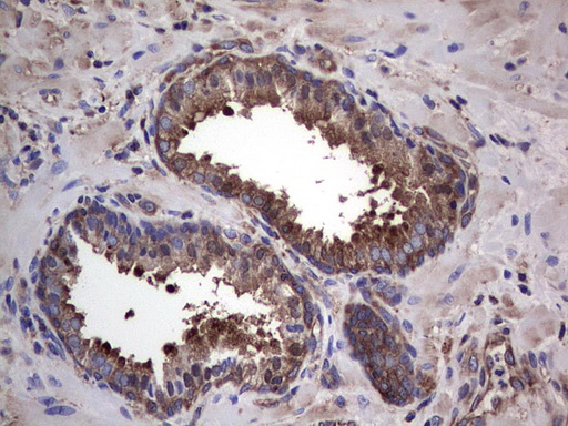 m04618 1 anti gars1 mouse monoclonal antibody clone id oti4g4 ihc testing 8