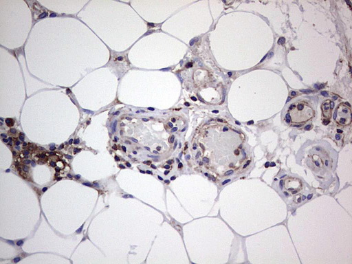 m04618 1 anti gars1 mouse monoclonal antibody clone id oti4g4 ihc testing 9