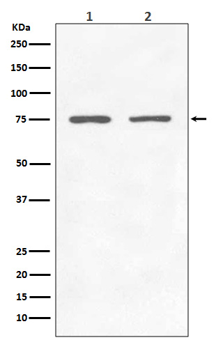 m04618 wb