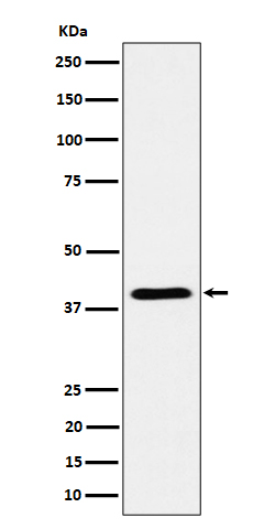 m04620 wb