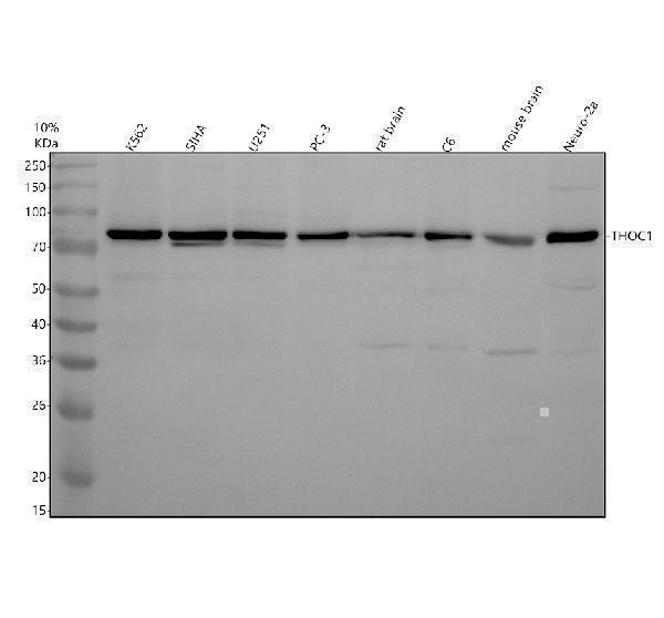 m04626 thoc1 primary antibodies wb testing 1