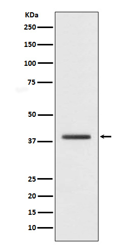 m04635 wb