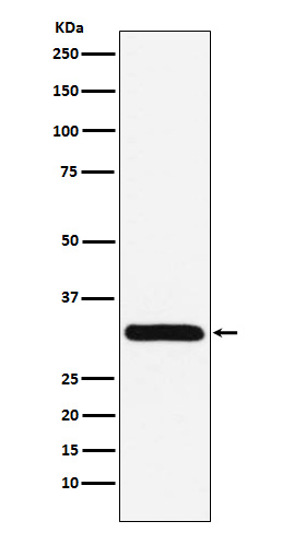 Western blot analysis of PSME1 expression in Jurkat cell lysate