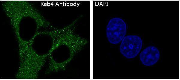 Immunofluorescent analysis of Hela cells, using Rab4 Antibody 
