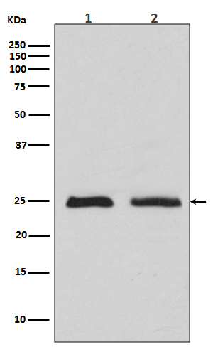 Western blot analysis of Rab4 expression in (1)MCF7 cell lysates (2)HeLa cell lysate