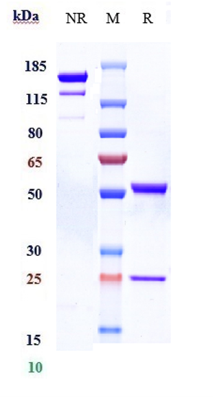 Anti-ACVR2B Reference Antibody (bimagrumab) on SDS-PAGE under reducing (R) condition