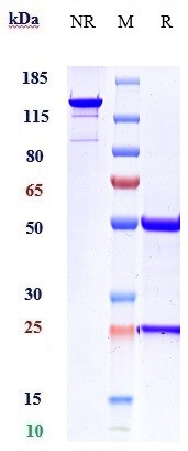 m04653 2 sds page