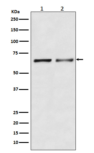 m04653 wb