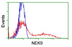 HEK293T cells transfected with either NEK9 (Myc-DDK-tagged) overexpress plasmid (Red) or empty vector control plasmid (Blue) were immunostained by anti-NEK9 antibody (M04660)