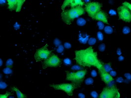 m04660 anti nek9 mouse monoclonal antibody clone id oti1h1 if testing 5