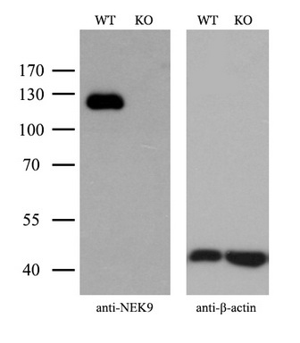 m04660 anti nek9 mouse monoclonal antibody clone id oti1h1 wb testing 3