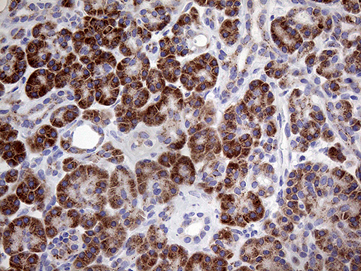 Immunohistochemical staining of paraffin-embedded Human pancreas tissue within the normal limits using anti-MYOT mouse monoclonal antibody