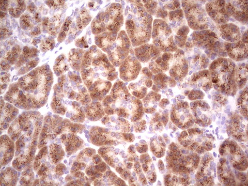 m04668 1 anti sharp1 bhlhe41 mouse monoclonal antibody clone id oti5b1 ihc testing 4