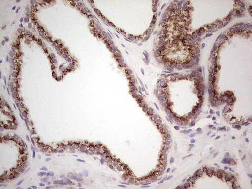 m04668 1 anti sharp1 bhlhe41 mouse monoclonal antibody clone id oti5b1 ihc testing 6