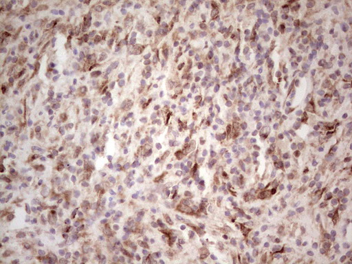 m04668 1 anti sharp1 bhlhe41 mouse monoclonal antibody clone id oti5b1 ihc testing 7