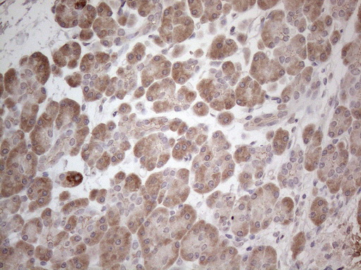 Immunohistochemical staining of paraffin-embedded Human pancreas tissue within the normal limits using anti-MARK4 mouse monoclonal antibody