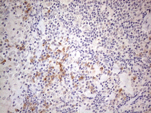 m04672 anti mark4 mouse monoclonal antibody clone id oti9b7 ihc testing 4