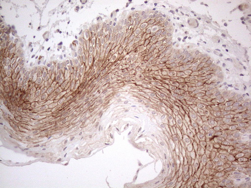 m04672 anti mark4 mouse monoclonal antibody clone id oti9b7 ihc testing 5