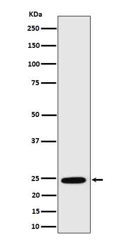 Western blot analysis of RalA in MCF7 cell lysate