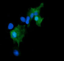 m04681 anti gadd45g mouse monoclonal antibody clone id oti2f12 if testing 5