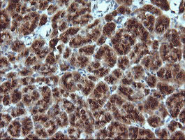 m04681 anti gadd45g mouse monoclonal antibody clone id oti2f12 ihc testing 3