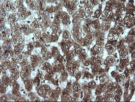 m04681 anti gadd45g mouse monoclonal antibody clone id oti2f12 ihc testing 4