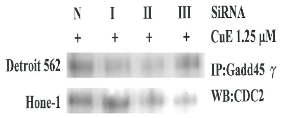m04681 anti gadd45g mouse monoclonal antibody clone id oti2f12 ip testing 6