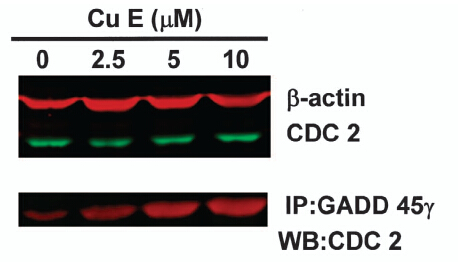 m04681 anti gadd45g mouse monoclonal antibody clone id oti2f12 ip testing 7