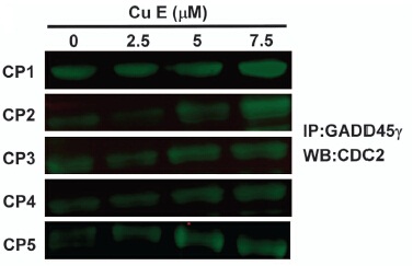 m04681 anti gadd45g mouse monoclonal antibody clone id oti2f12 ip testing 8