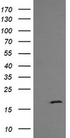 m04681 anti gadd45g mouse monoclonal antibody clone id oti2f12 wb testing 1
