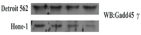 m04681 anti gadd45g mouse monoclonal antibody clone id oti2f12 wb testing 2