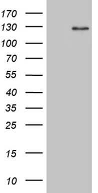 m04683 anti dact1 mouse monoclonal antibody clone id oti13h4 wb testing 1