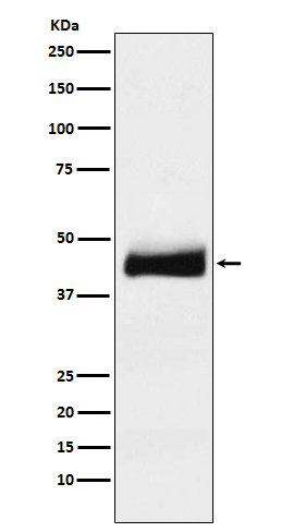 m04684 wb