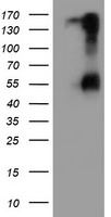 m04685 anti spint1 mouse monoclonal antibody clone id oti4h2 wb testing 1