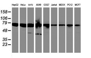 m04685 anti spint1 mouse monoclonal antibody clone id oti4h2 wb testing 2
