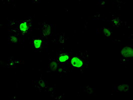 m04689 1 anti kdm4c mouse monoclonal antibody clone id oti4b1 if testing 6