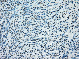 m04689 1 anti kdm4c mouse monoclonal antibody clone id oti4b1 ihc testing 2