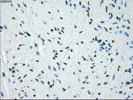 m04689 1 anti kdm4c mouse monoclonal antibody clone id oti4b1 ihc testing 3